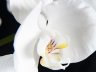 Духи-спрей для дома Цветы Орхидеи - Fiori d'Orchidea 150 мл