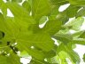 Духи-спрей для дома Зеленый Инжир и Ирис - Green Fig & Iris 150 мл
